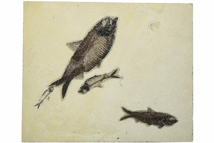 Multiple Fossil Fish (Knightia) Plate - Wyoming #203220